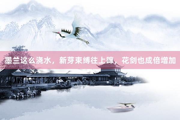 墨兰这么浇水，新芽束缚往上蹿，花剑也成倍增加