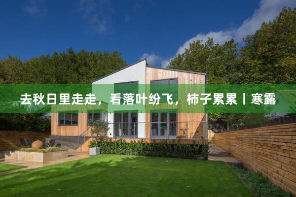 去秋日里走走，看落叶纷飞，柿子累累丨寒露