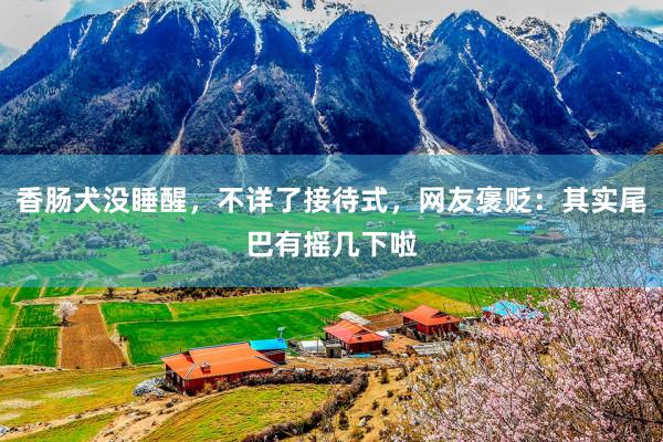 香肠犬没睡醒，不详了接待式，网友褒贬：其实尾巴有摇几下啦